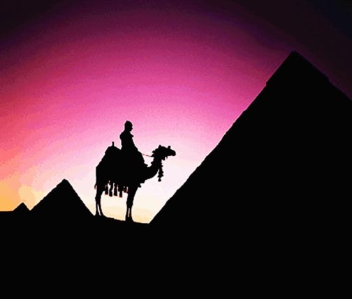 camel.jpg (14865 bytes)
